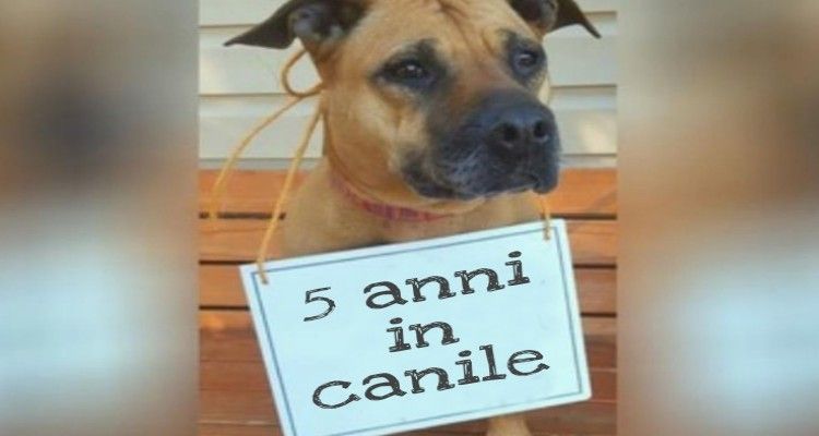 Sono passati 5 anni, Diamante è rimasta sola… il suo appello è disperato!