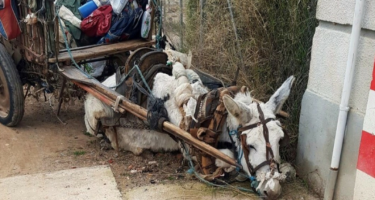 Sfruttato fino a un passo dalla morte, asino collassa a terra