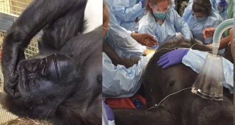 Stava morendo ma un team di medici fa qualcosa di meraviglioso