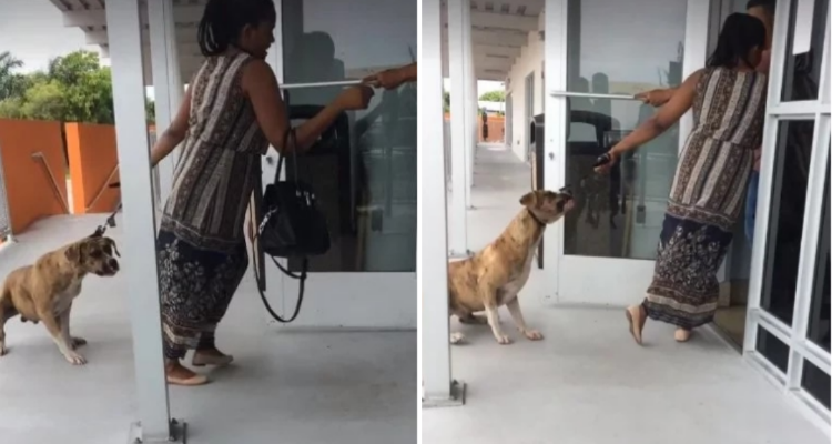 Lo trascina con la forza e lo abbandona al canile, mentre lui le chiede pietà