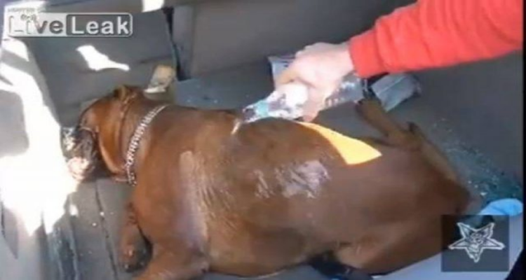 Vanno all’Ikea e ciò che riportano a casa è il corpo del loro cane.