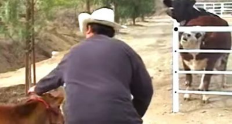 La storia di Karma, la mucca che piangeva dopo essere stata salvata dal macello