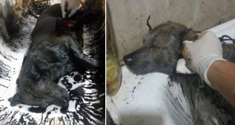 La storia di Oil, il cane coperto di catrame
