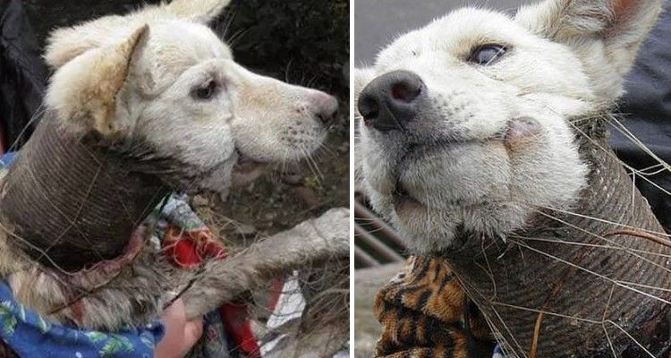 Tutti ignoravano quei lamenti, mentre il collare della morte segnava il suo destino
