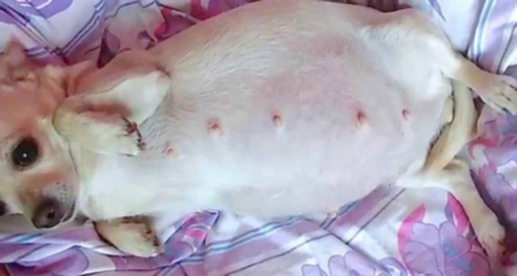 Arrivato il momento del parto, la loro Chihuahua da alla luce un incredibile segreto