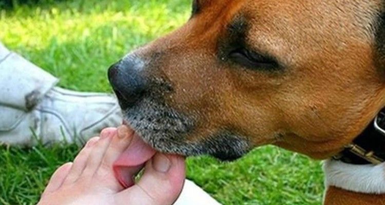Se il tuo cane ti lecca i piedi, ti sta mandando dei segnali