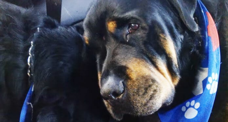 Suo fratello peloso muore al suo fianco, lui si rifiuta di lasciarlo