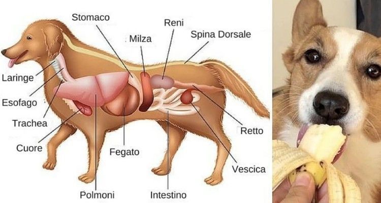 Gli alimenti sani che dovresti introdurre nella dieta del tuo cane e quelli da evitare