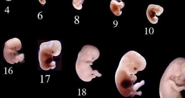 La gravidanza passo dopo passo: da 0 a 20 settimane.
