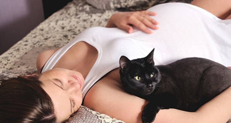 Sono incinta e ho un gatto. Devo sbarazzarmi di lui?