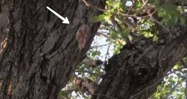 Trovano uno strano animale appeso ad un albero