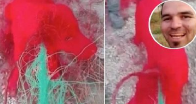 Vernicia un cane per divertirsi e poi divulga il video