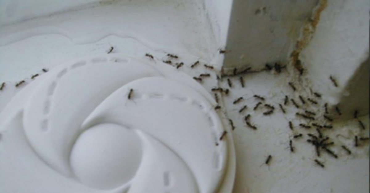 Come liberarsi delle formiche in modo naturale