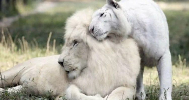 I cuccioli di un leone bianco e una tigre bianca