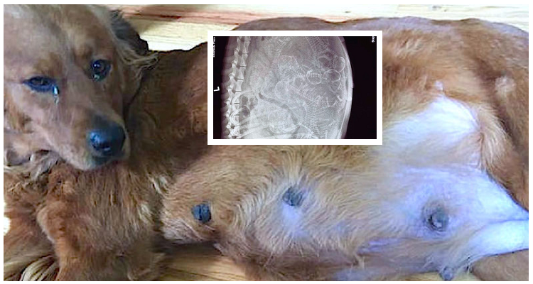 Salva una cagnolina incinta ma ha una sorpresa nel giorno del parto