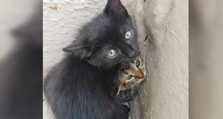 Gattino trova un angelo custode per strada