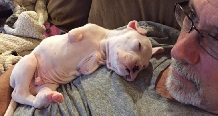 Nubby il cucciolo senza zampe