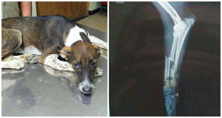 Un cane morde il cavetto di alimentazione del pc e la reazione del proprietario è assurda