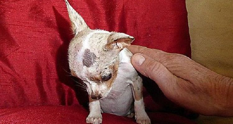 Non comprate ‘cuccioli da borsetta’, adottateli nei canili