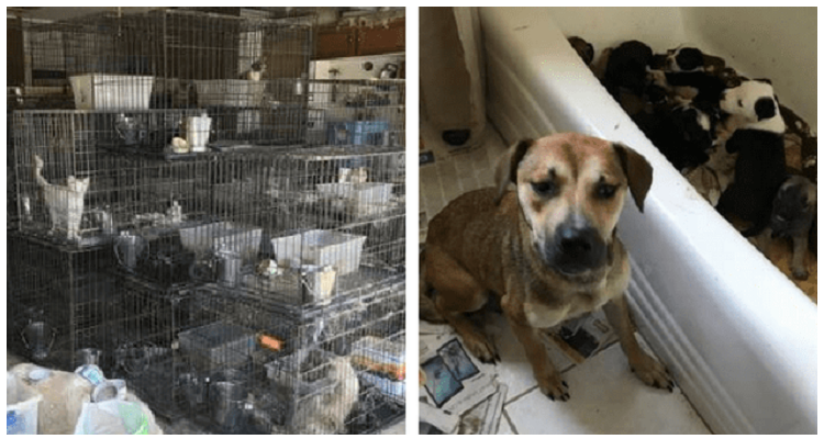 111 cani e gatti salvati da un destino crudele
