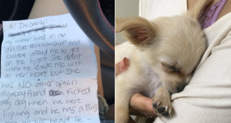 La storia del piccolo chihuahua Chewy abbandonato in un aeroporto