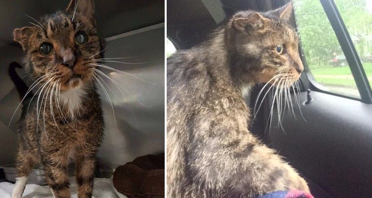 La commovente storia di un gatto di 15 anni