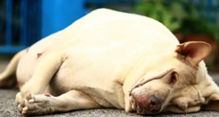 Frutta e verdura, 10 cose da non dar da mangiare ai cani