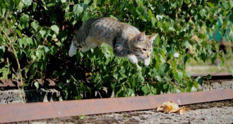 Gatti, 10 comportamenti finalmente spiegati