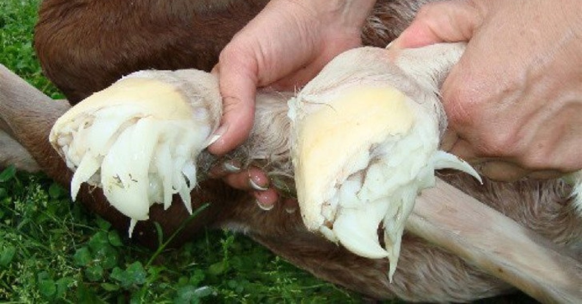 L’affascinante mondo dei cavalli