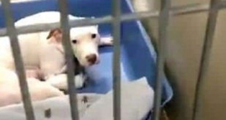 La pitbull diventata aggressiva per difendere i suoi cuccioli