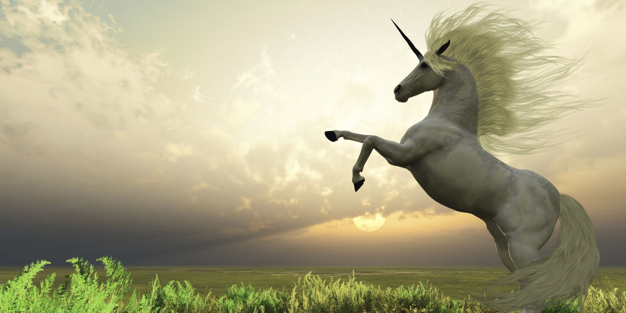 Featured image of post Unicorni Veri