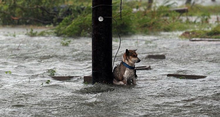 Lucky ha rischiato di morire ma la parola ‘fine’ non era ancora scritta nel suo destino