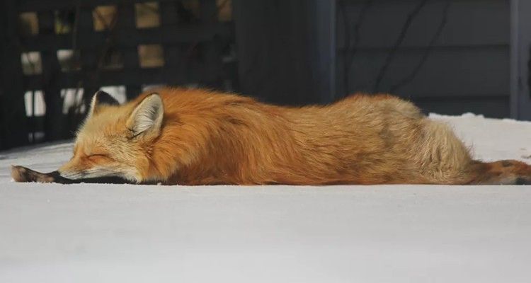 La volpe che per 3 inverni di fila ha fatto visita ogni giorno a un fotografo