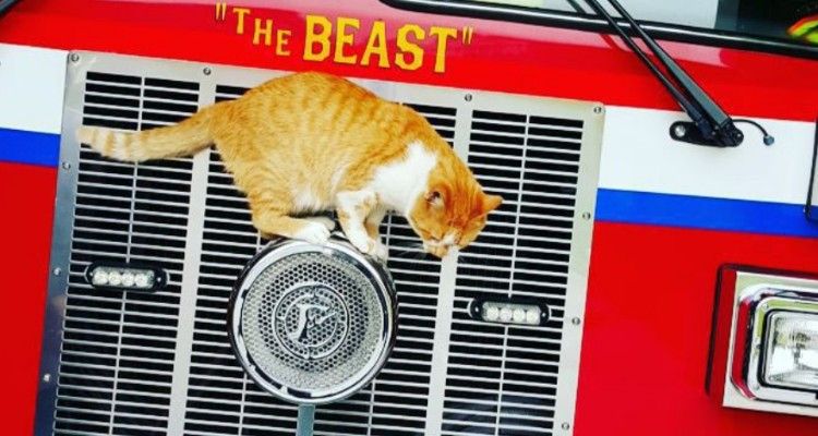 Il gatto che ha adottato una caserma dei pompieri