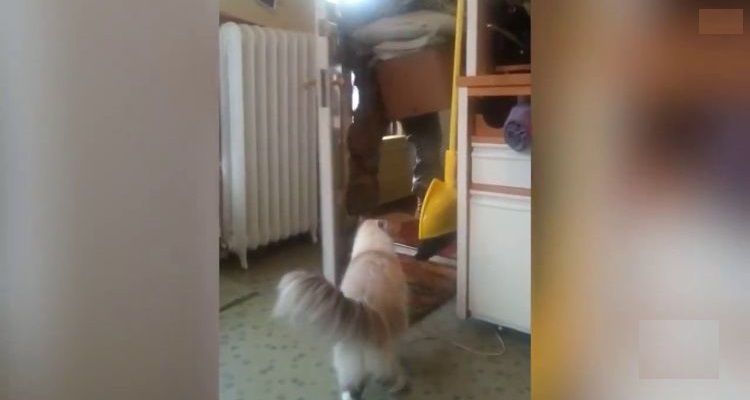 Soldato torna a casa dopo le esercitazioni: il gatto lo ha aspettato a lungo, ecco cosa fa