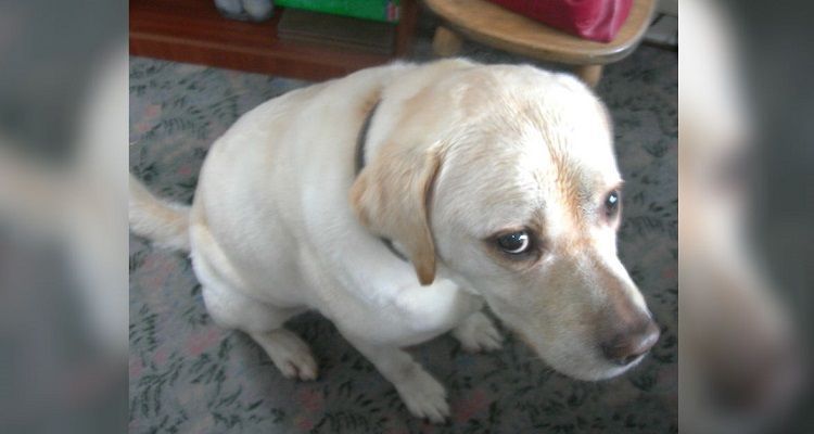 10 cose da non fare assolutamente al vostro cane