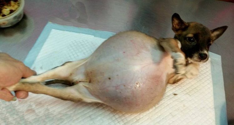 La cucciola di Pattaya
