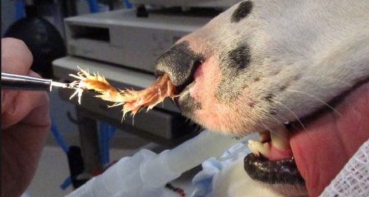 Fate attenzione: questa pianta potrebbe essere letale