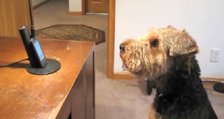 Al cane manca la sua mamma: ecco come la chiama