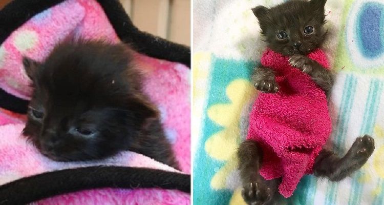 I maglioncini di lana che hanno protetto un gattino facendolo guarire