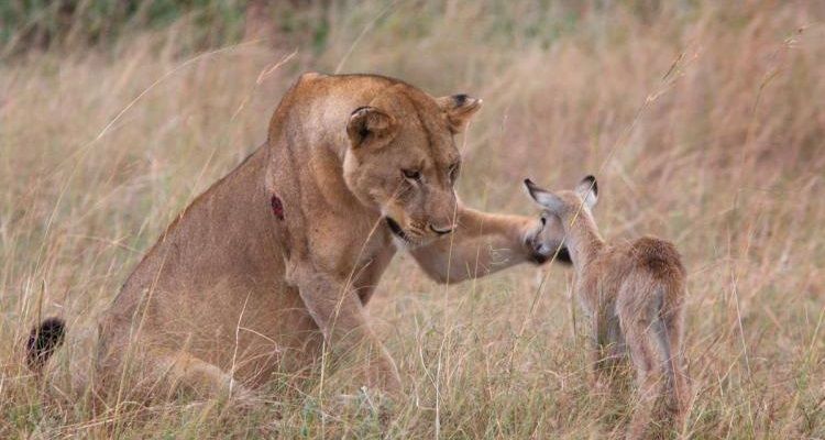 Leonessa perde il figlio e adotta un cucciolo di antilope