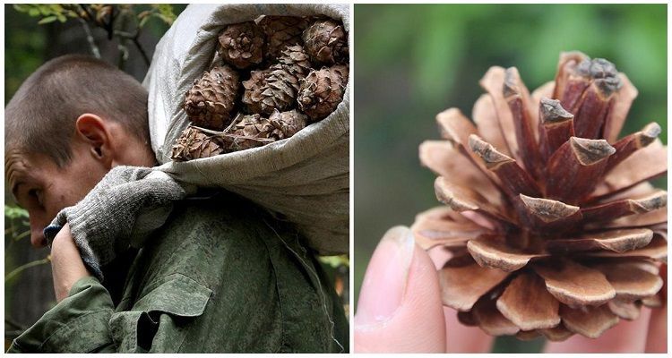 I vicini lo prendevano in giro mentre raccoglieva pigne: ora vanno nel suo giardino e rimangono senza parole