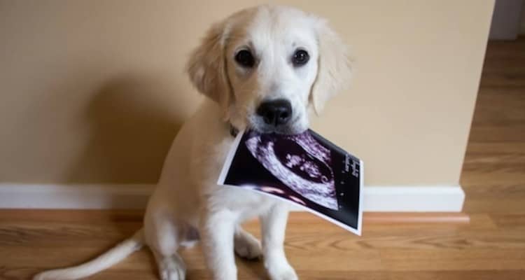 Un modo originale per annunciare l’arrivo di un bambino