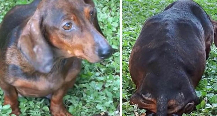 un cane bassotto incinta