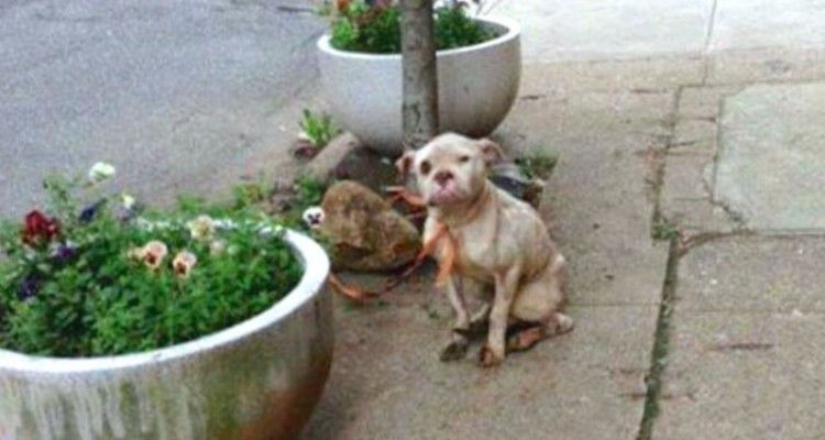 Postino scatta una foto di un cane maltrattato legato a un albero dando al padrone una bella lezione