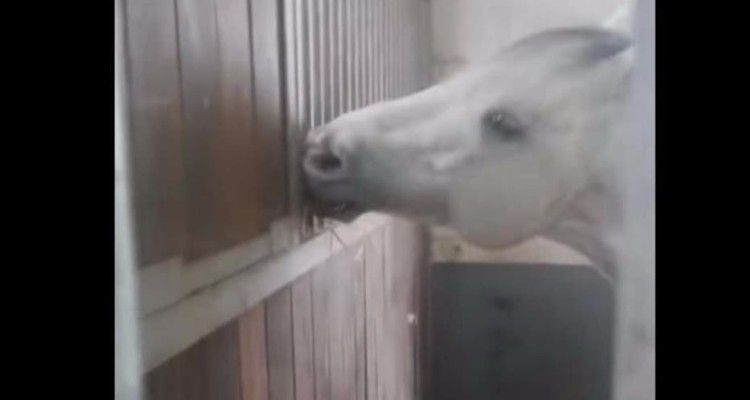 VIDEO – Quello che fa questo cavallo al suo vicino di stalla tramite una fessura è stupefacente