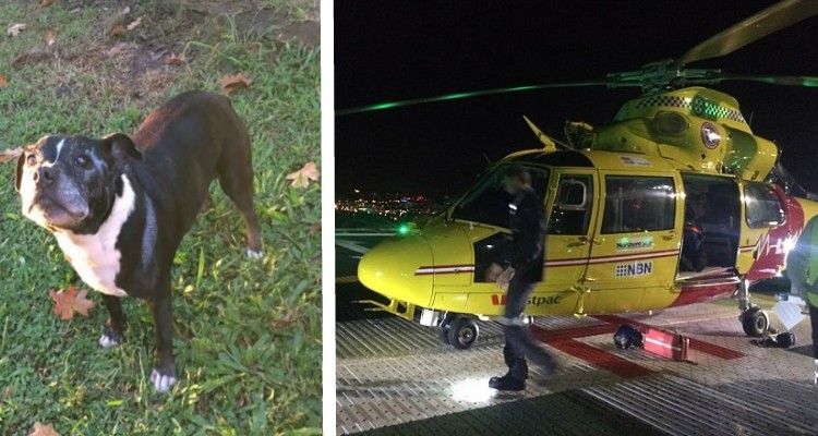 Il cane di famiglia tira il papà già nell’acqua: quando vede dove lo ha portato non può crederci