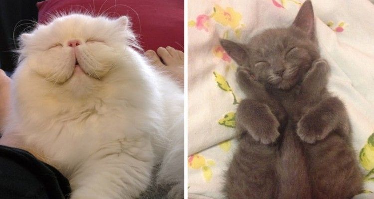 Una carrellata di foto di gatti sorridenti che miglioreranno la vostra giornata