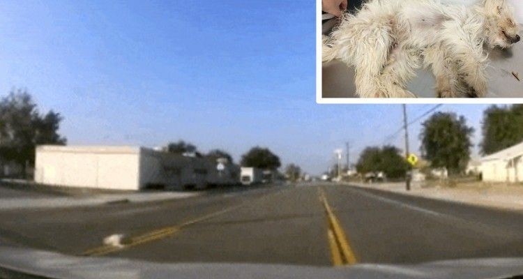 Cane “morto” è stato trovato in strada dall’uomo più buono del mondo