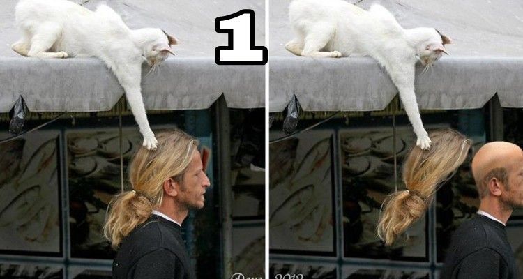10+ Foto che dimostrano quanto sono dispettosi i gatti